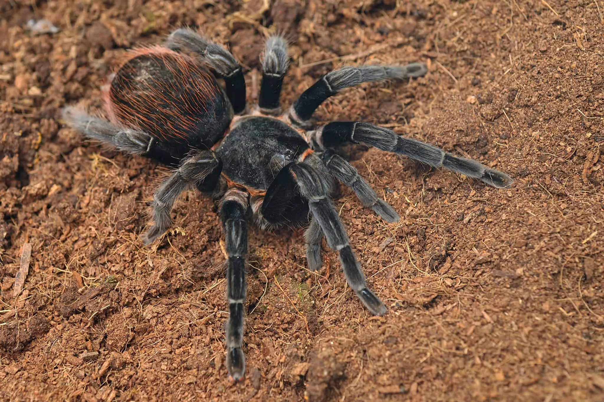 /img/24160-tarantula-molting.webp