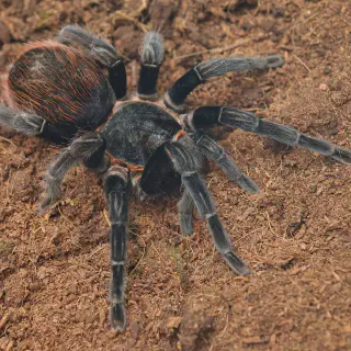 /img/24160-tarantula-molting.webp