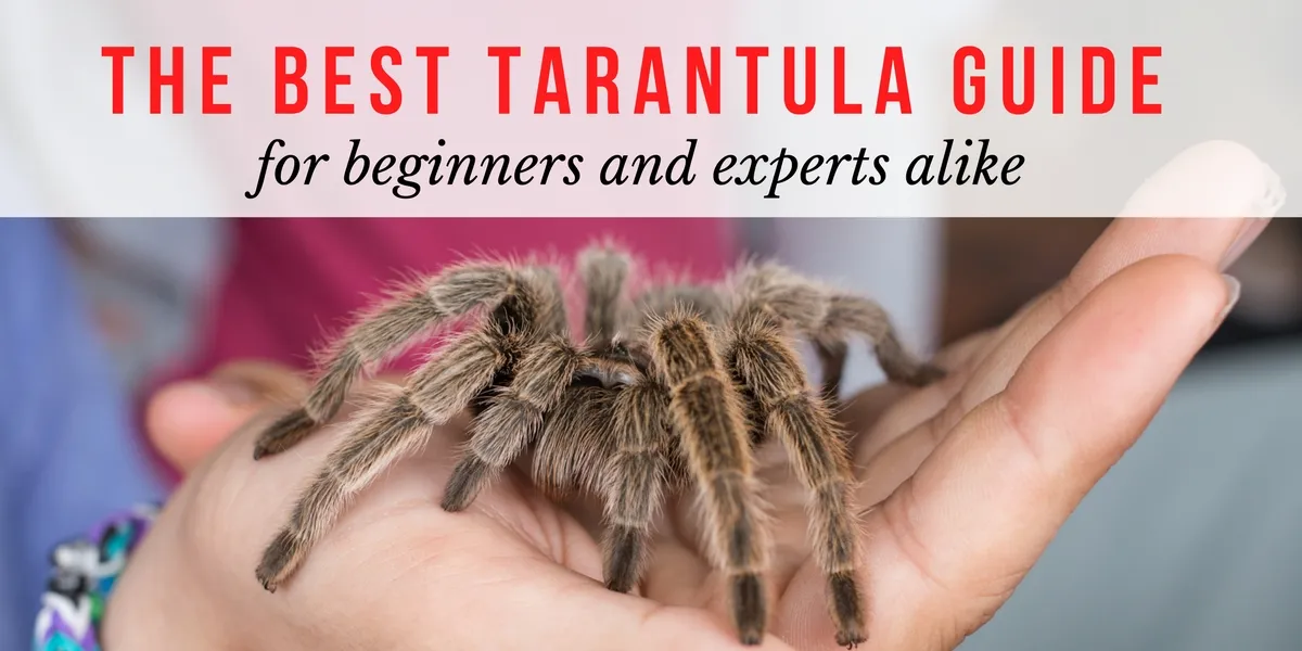 24160 tarantula species
