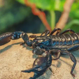 /img/24162-scorpion-enclosure.webp