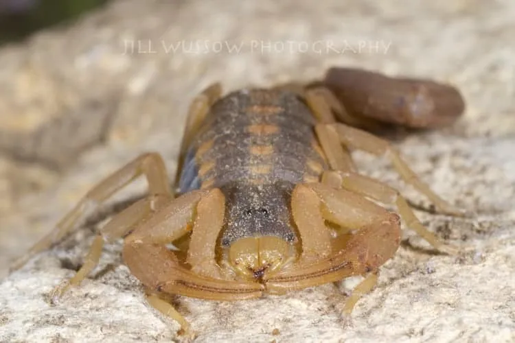 24162 scorpion feeding