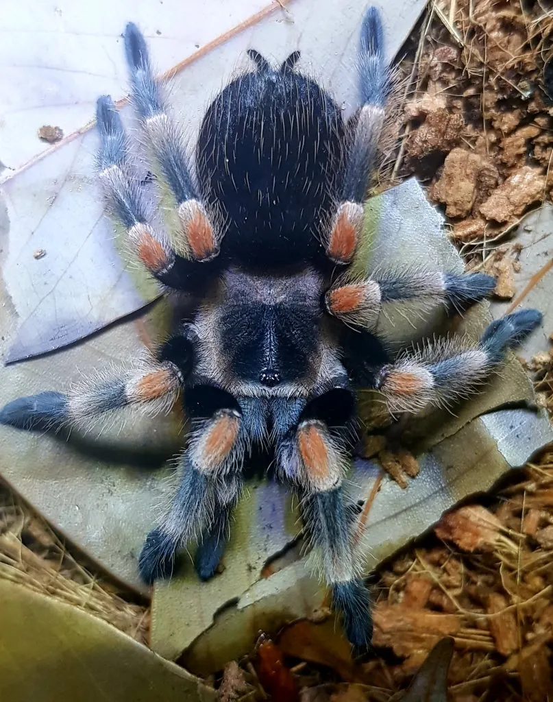 24163 hamorii tarantula enclosure