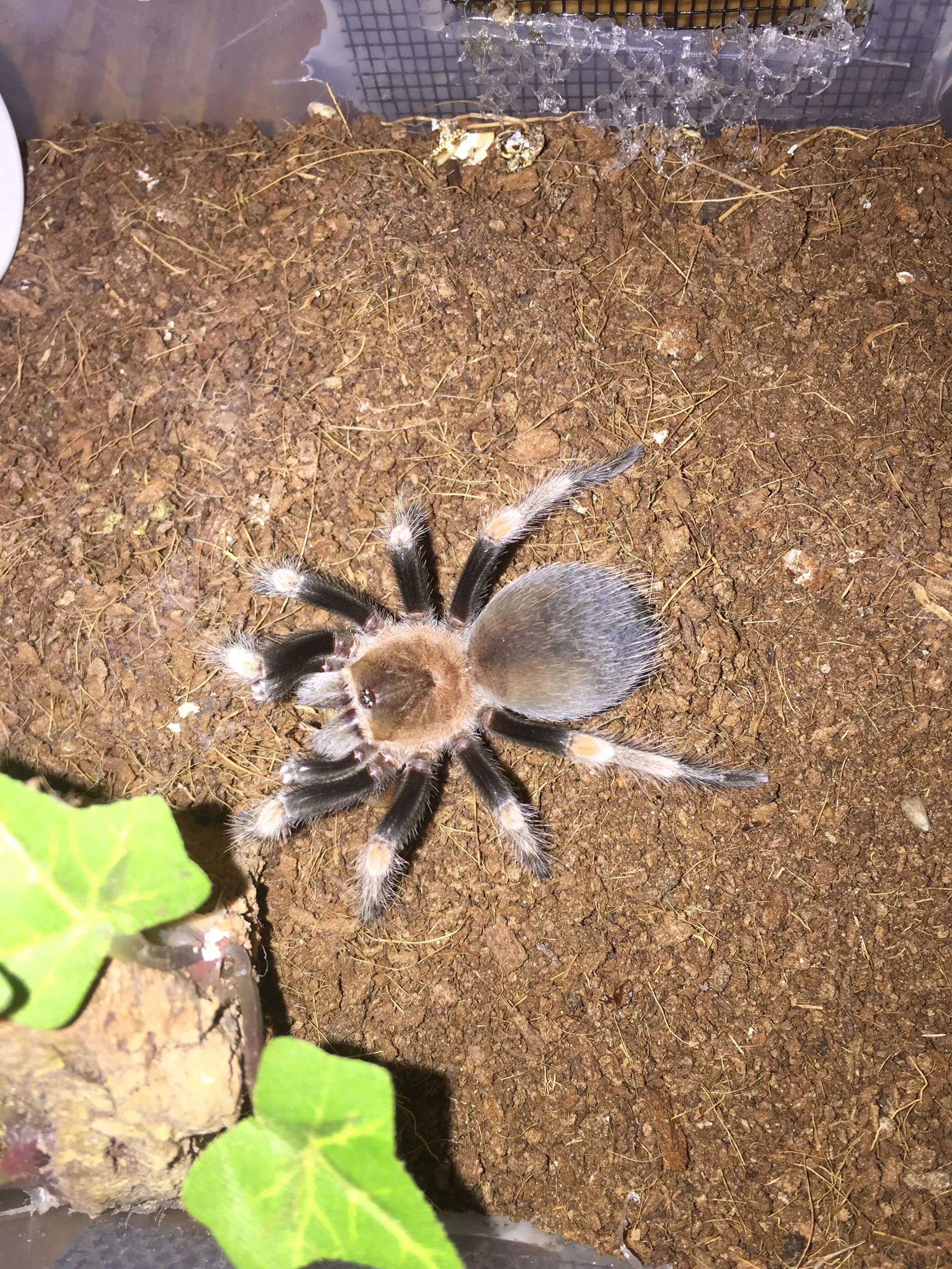 24163 hamorii tarantula feeding