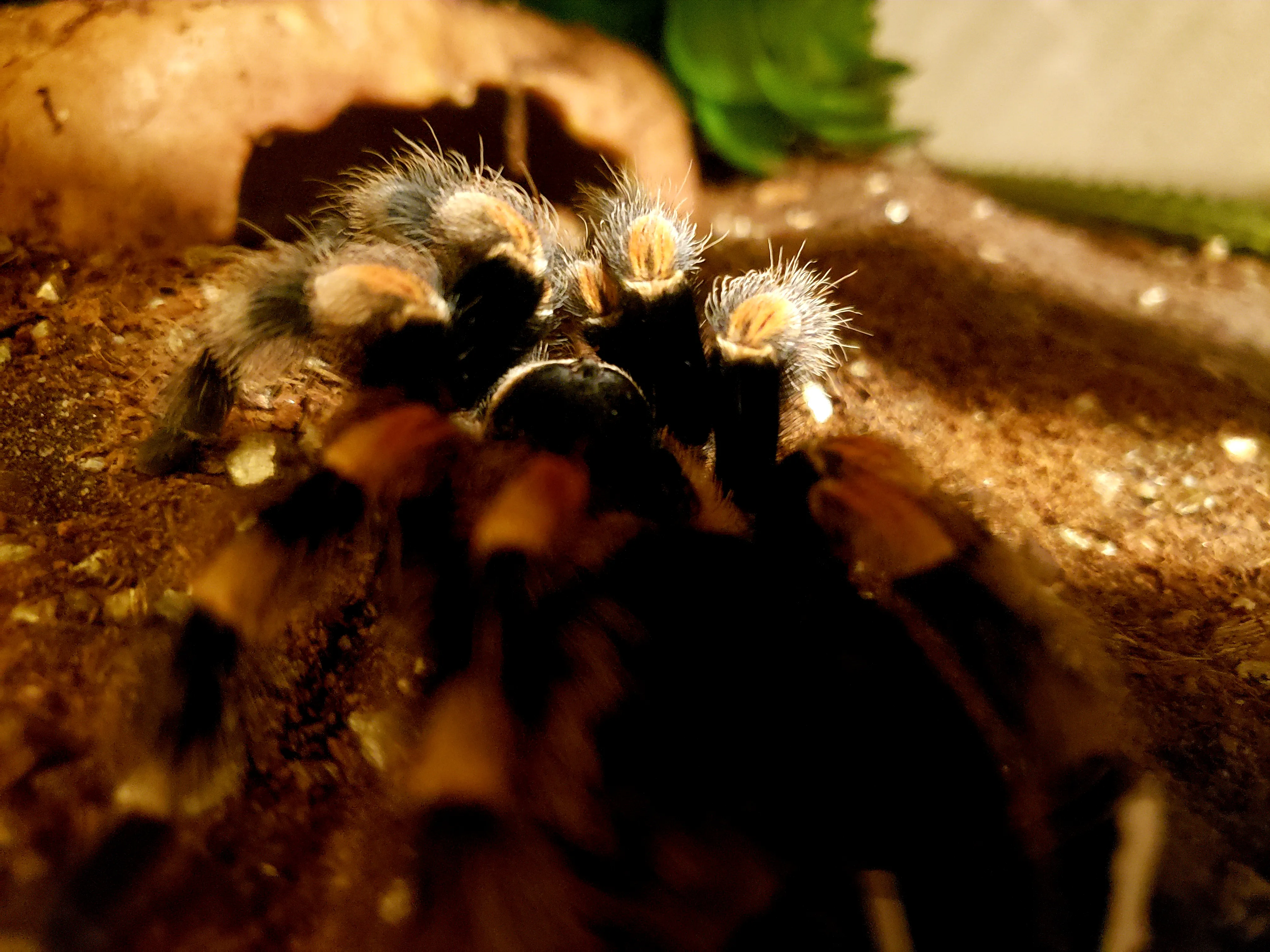 24163 hamorii tarantula habitat