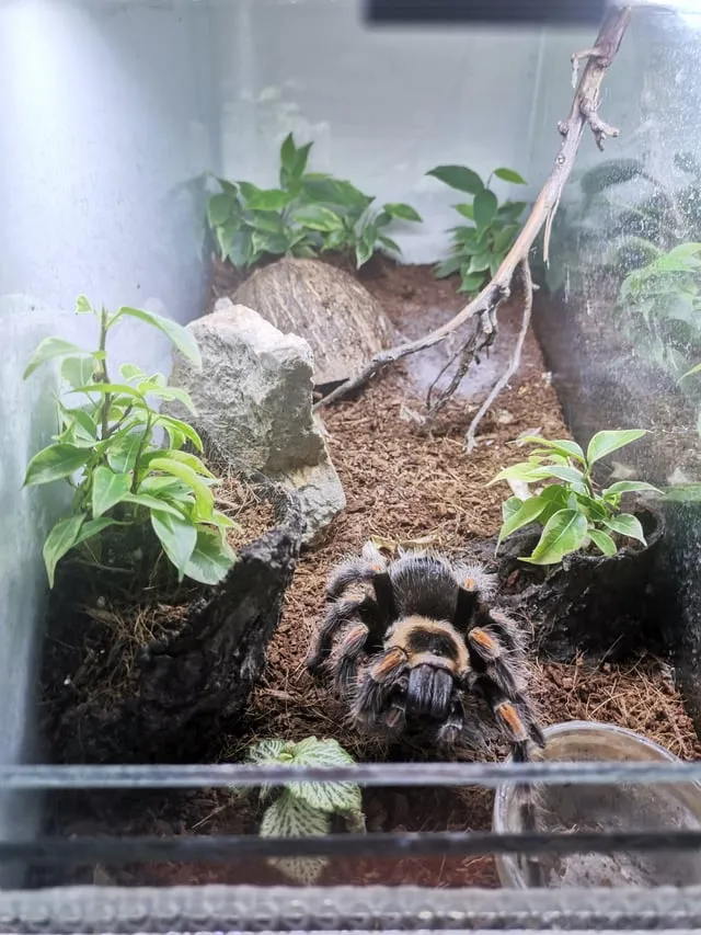 /img/24163-hamorii-tarantula-health.webp