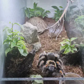/img/24163-hamorii-tarantula-health.webp
