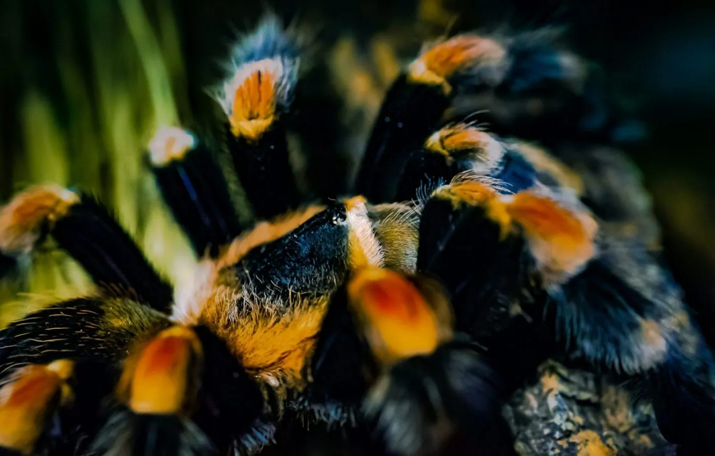 24163 hamorii tarantula substrate