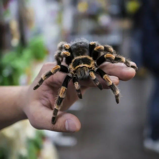 24165 tarantula handling