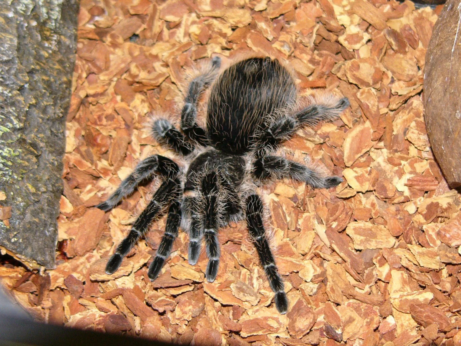 24166 curly hair tarantula enclosure