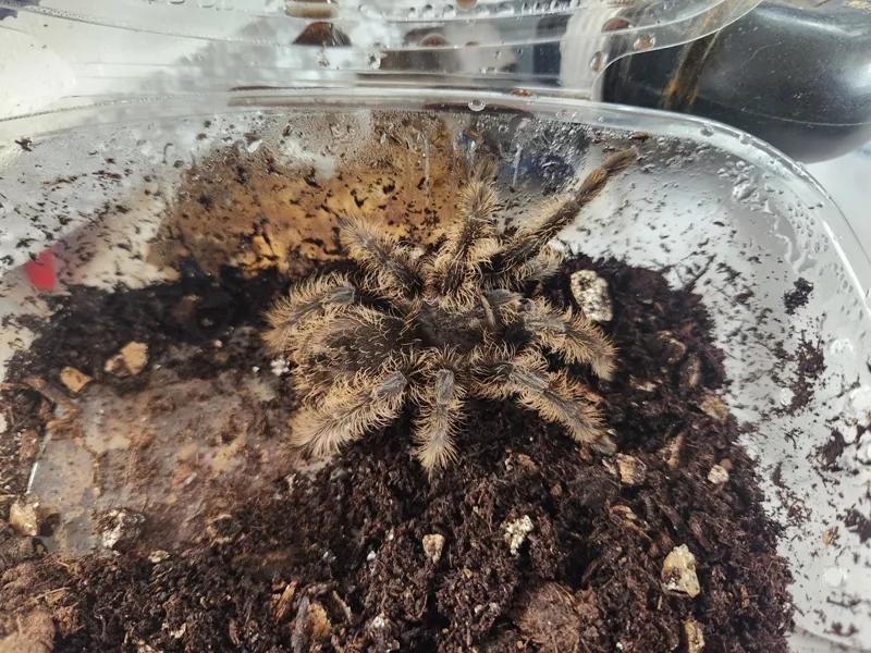 24166 curly hair tarantula humidity overview