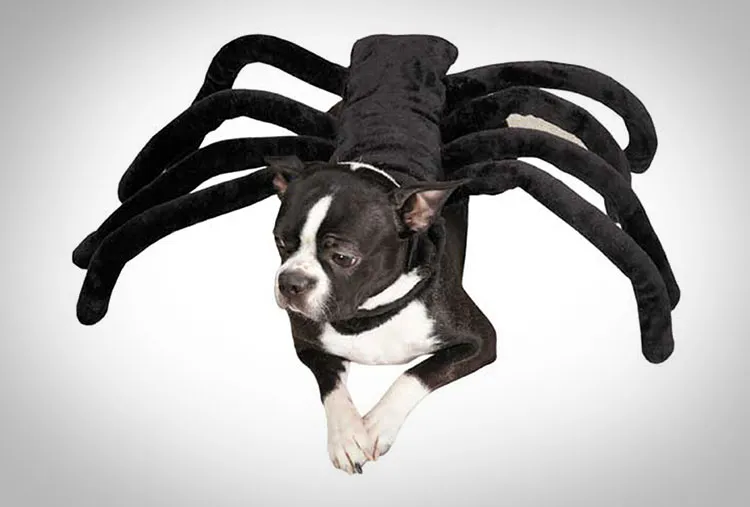 /img/24167-dog-comfort.webp