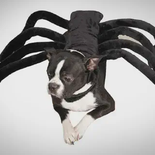 /img/24167-dog-comfort.webp