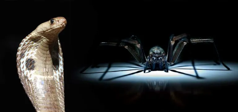 24168 snake vs tarantula fight