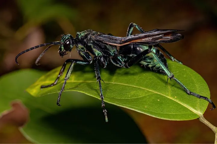 24170 tarantula hawk habitat