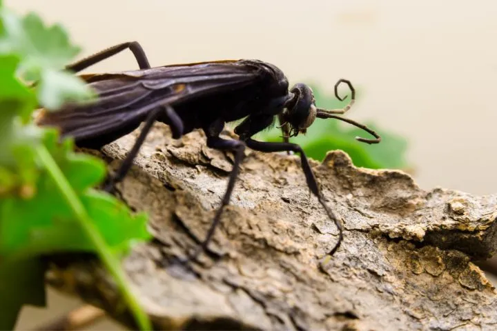 /img/24170-tarantula-hawk-life-cycle.webp