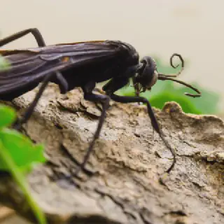 /img/24170-tarantula-hawk-life-cycle.webp