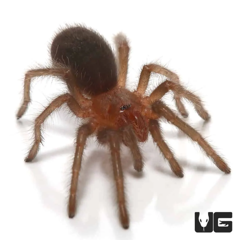 24171 baby brazilian black tarantula 1