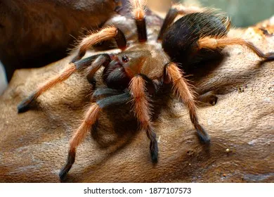 24172 brachypelma tarantula