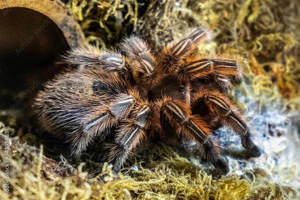 24172 grammostola tarantula