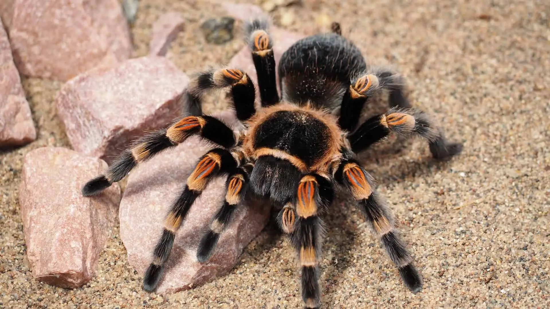 24172 tarantula geographic origin
