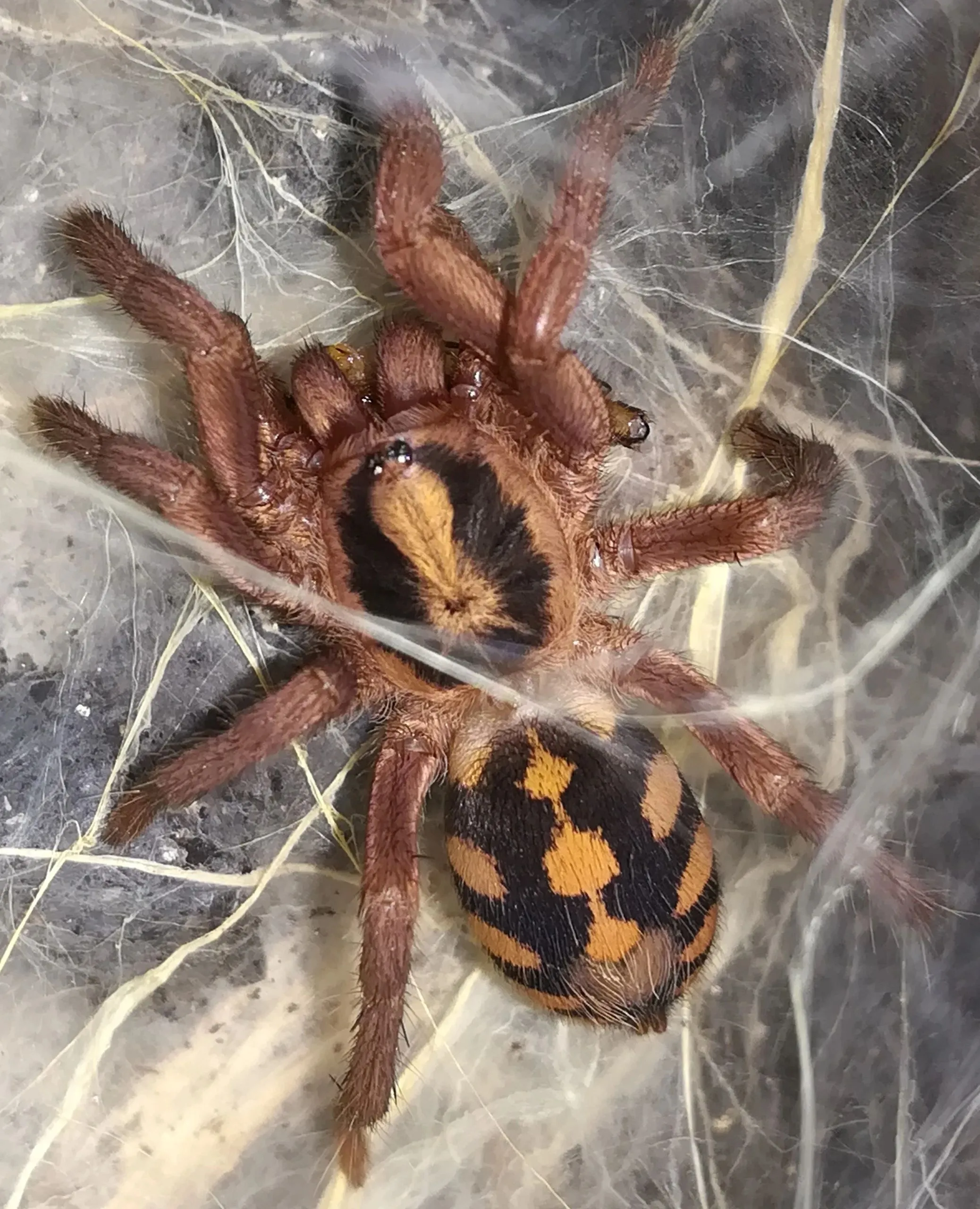 /img/24172-tarantula-identification.webp