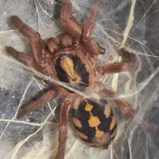 /img/24172-tarantula-identification.webp