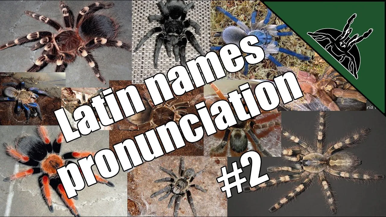 24172 tarantula species