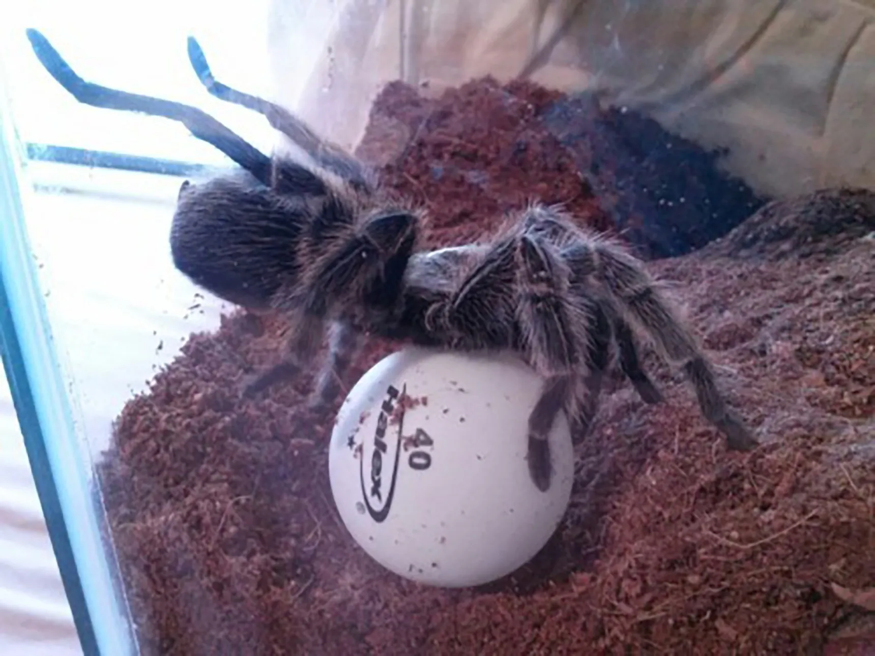 24173 approaching tarantula