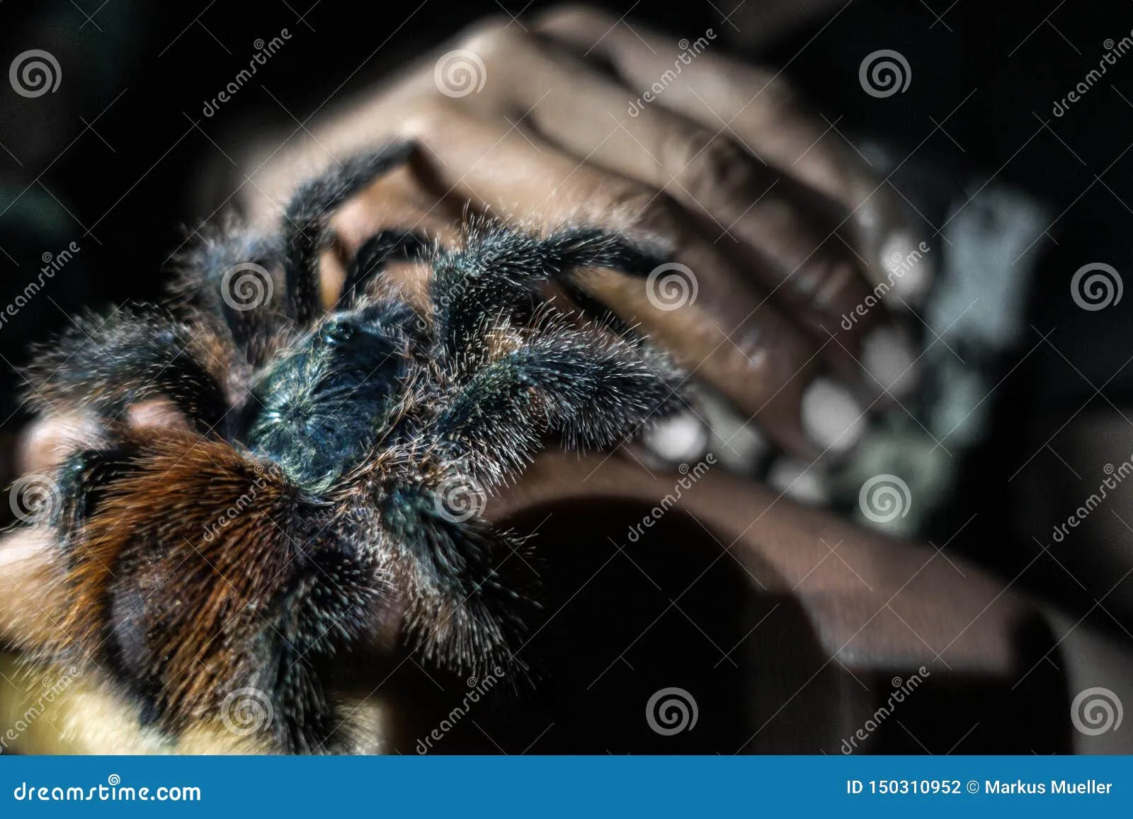 24173 tarantula bite