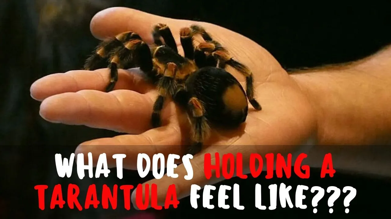 24173 tarantula handling technique