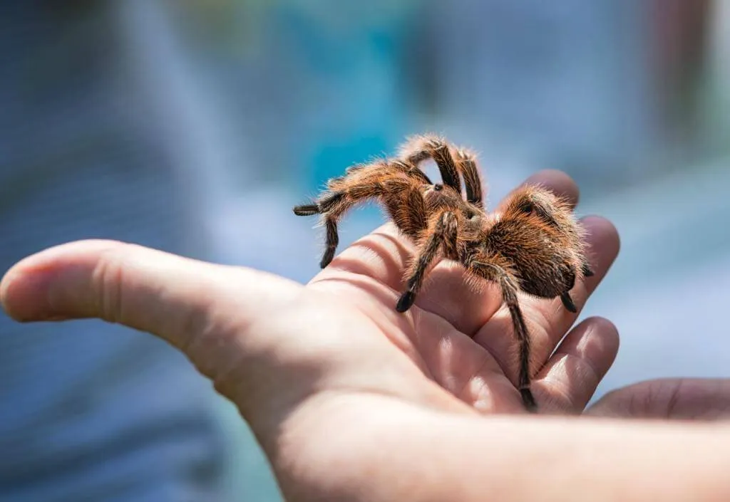 24173 tarantula species