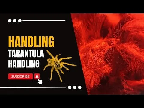 /img/24173-tarantula-stress.webp