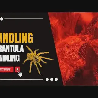 /img/24173-tarantula-stress.webp