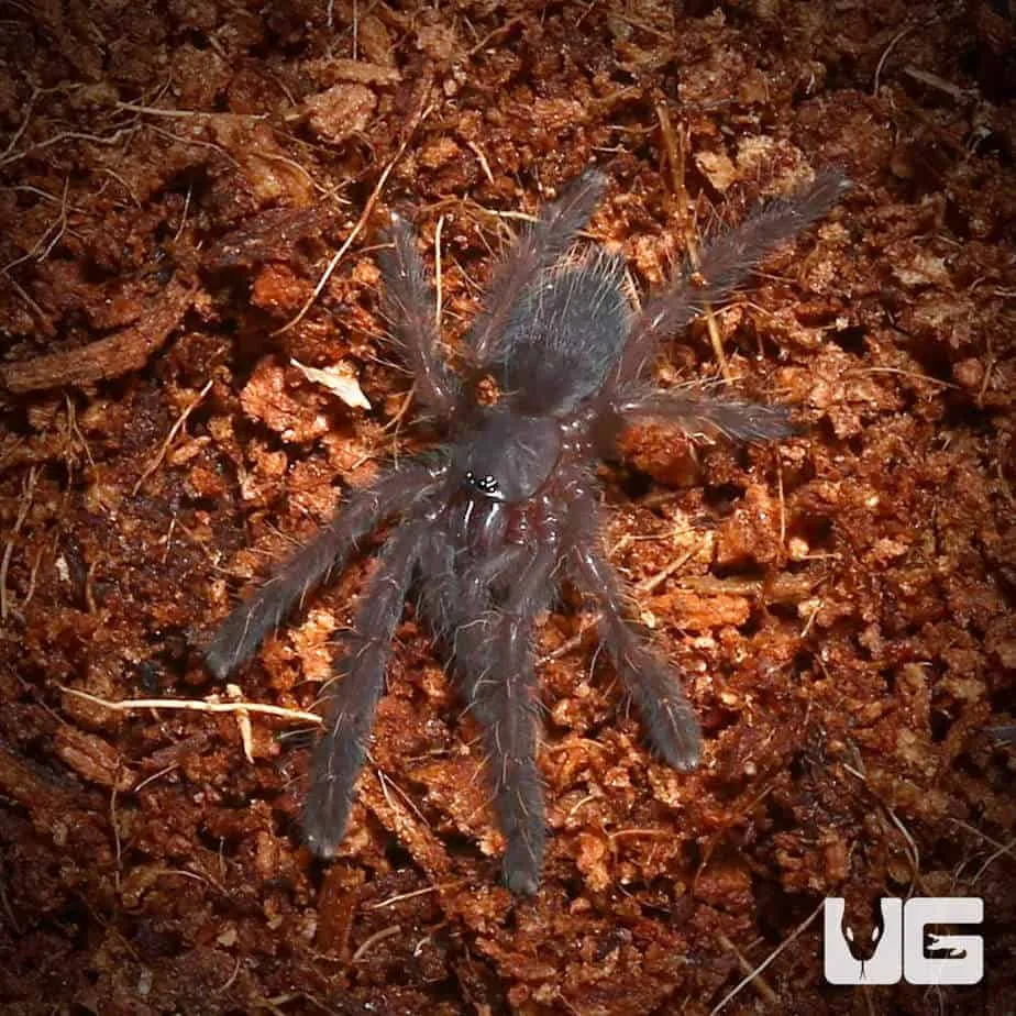 24174 borneo black tarantula 1