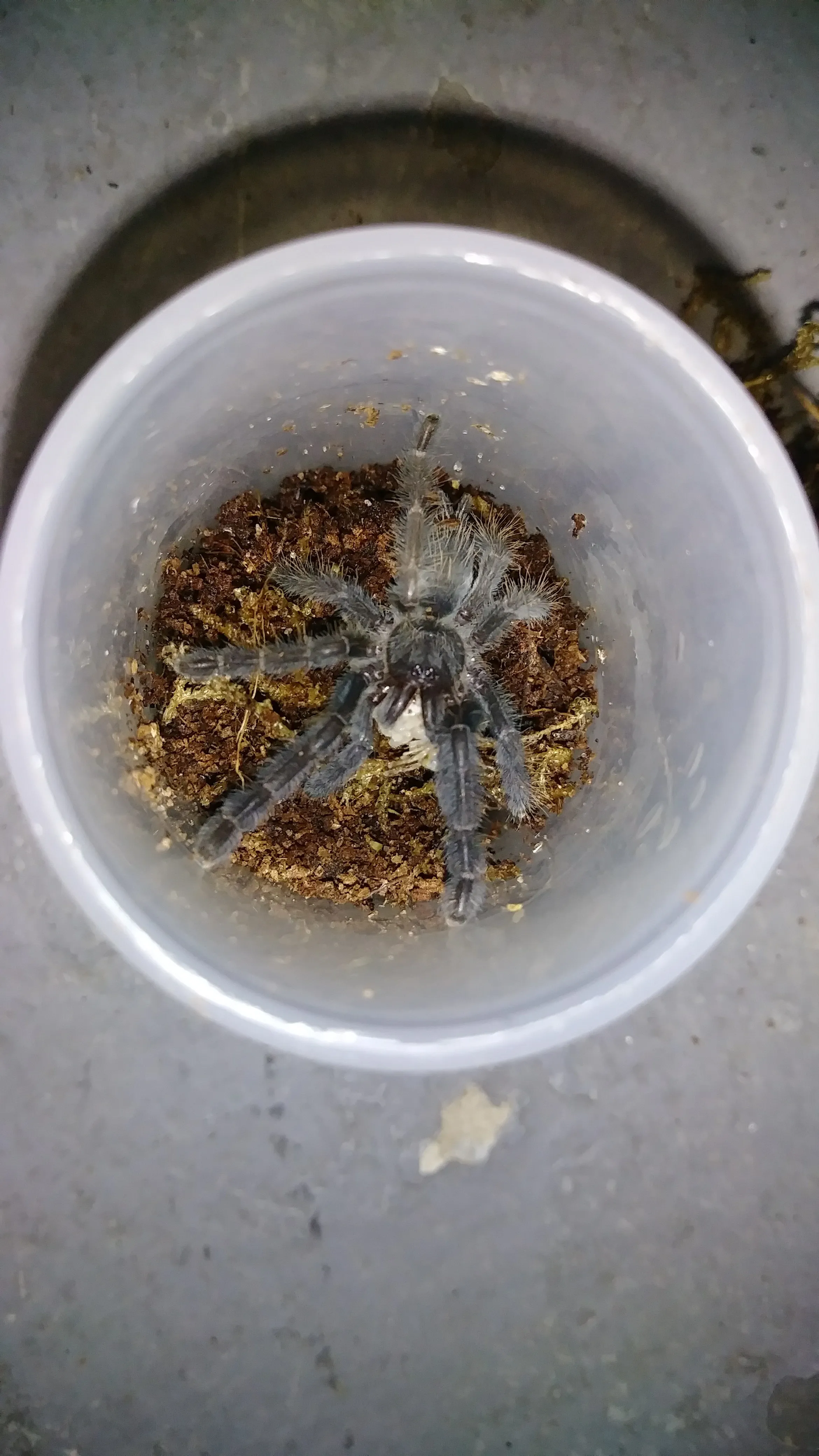 24174 borneo black tarantula 2
