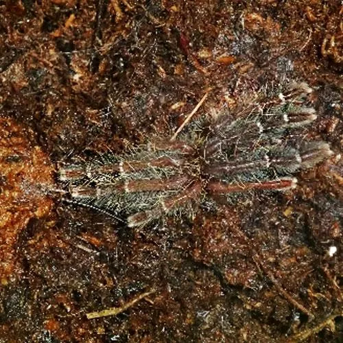 24174 borneo black tarantula 3