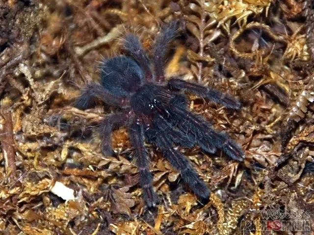 24174 borneo black tarantula 4