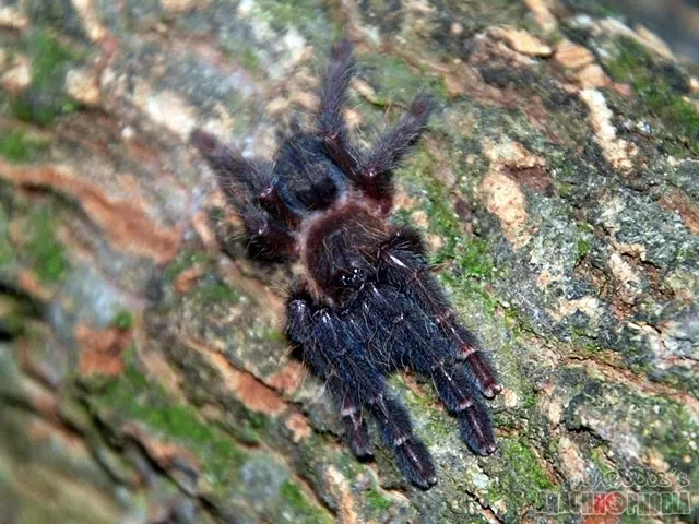 24174 borneo black tarantula 5