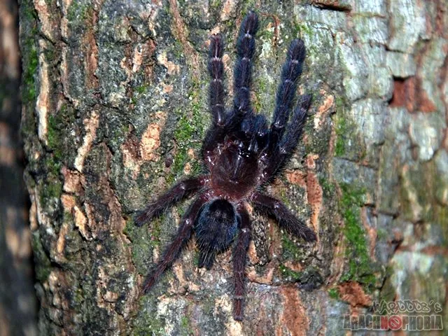 24174 borneo black tarantula 6