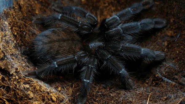 /img/24174-borneo-black-tarantula-7.webp