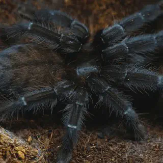 /img/24174-borneo-black-tarantula-7.webp