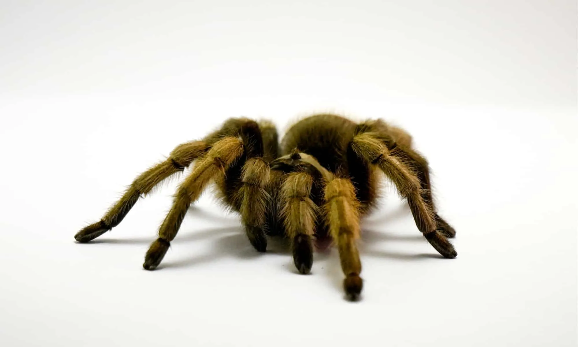 24175 male female tarantulas