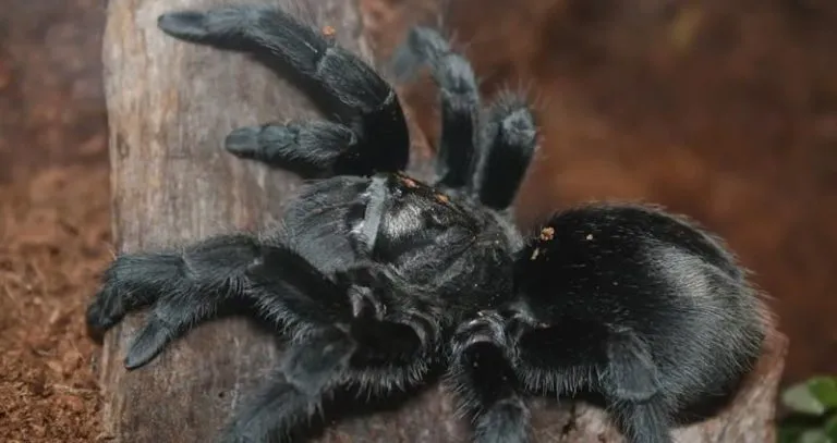 24175 mexican red knee tarantula