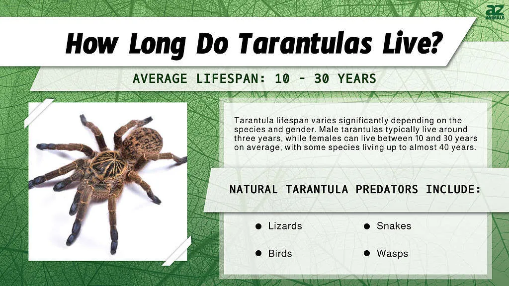 /img/24175-tarantula-enclosure.webp