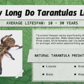/img/24175-tarantula-enclosure.webp