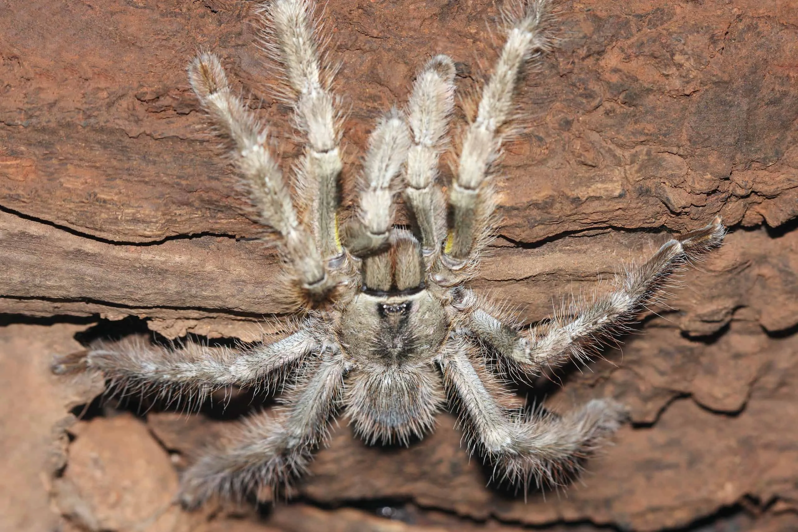 24175 tarantula feeding