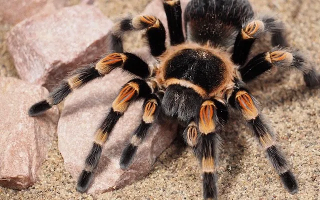 24175 tarantula habitat