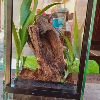 /img/24178-healthy-tarantula.webp