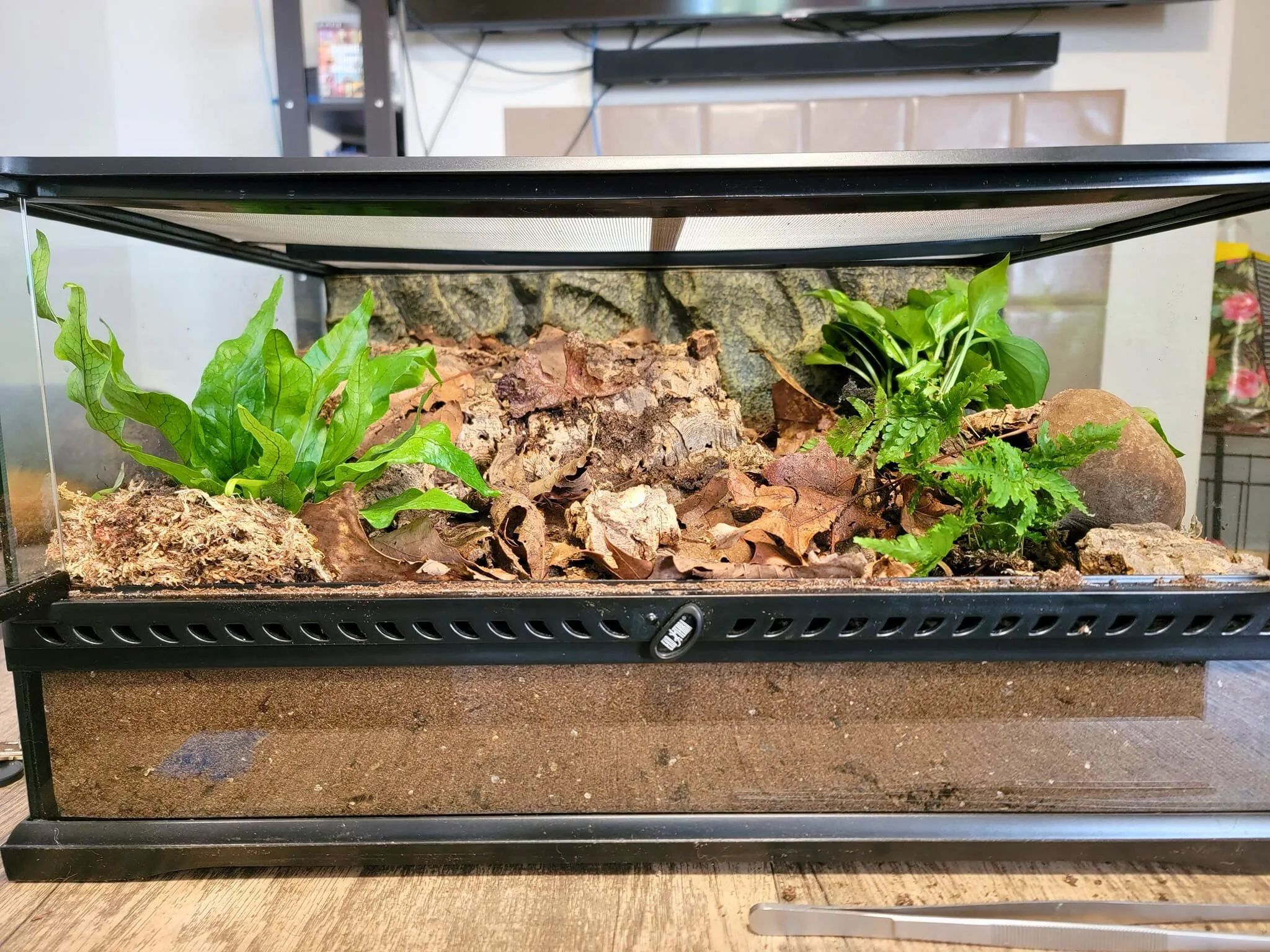24178 tarantula enclosure plants