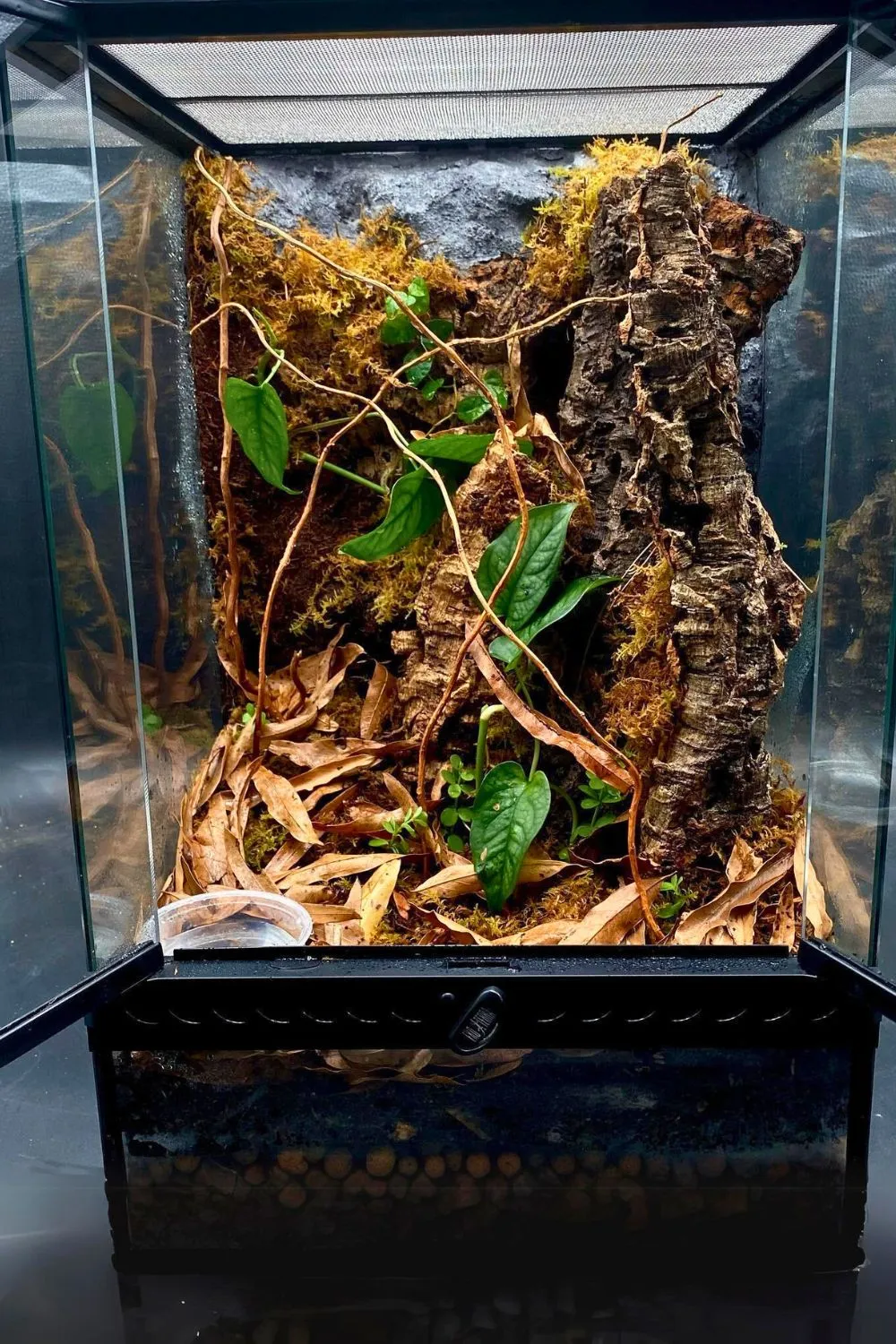 24178 tarantula watering